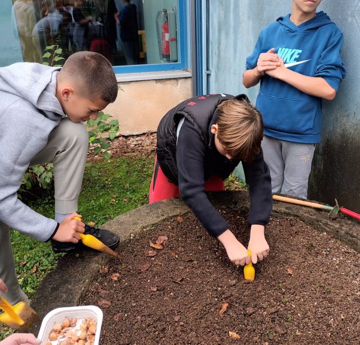 Projekt Krokus